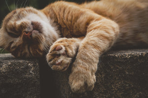 aluminium-print-sleeping-cat