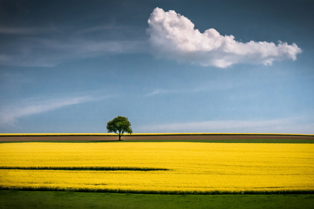framedposter-print-the-tree-and-the-cloud-x