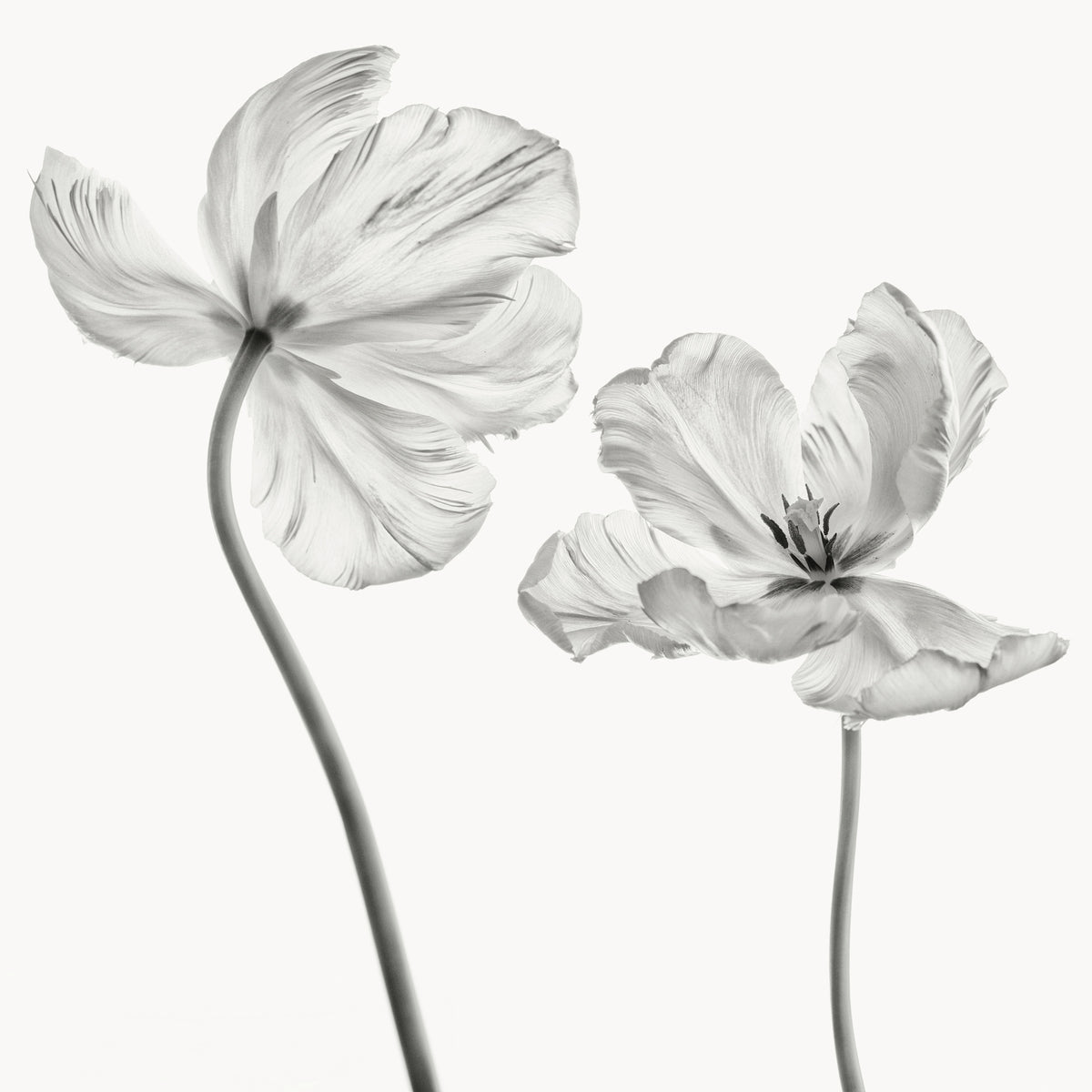 canvas-print-same-tulip-front-and-backview