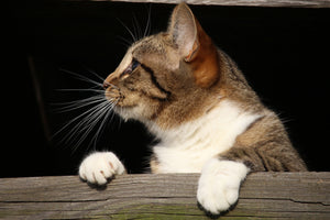 acrylic-print-xl-cat