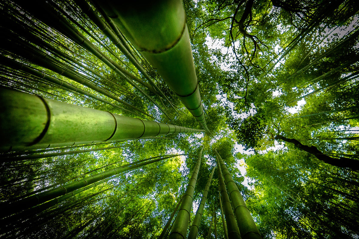 aluminium-print-arashiyama-x