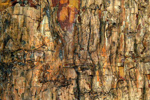 acrylic-print-bark-x