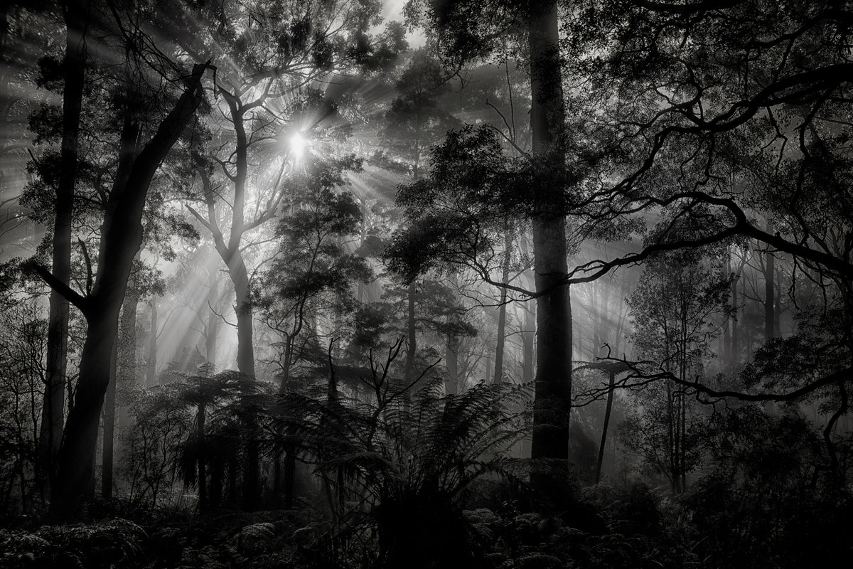 framedposter-print-primary-forest