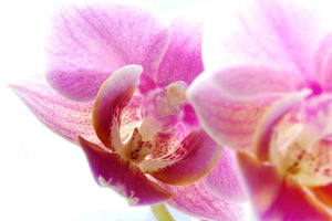 framedposter-print-magnificent-phalaenopsis