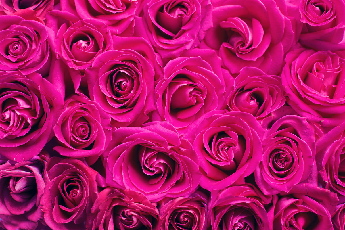 framedposter-print-rose-petals-in-pink