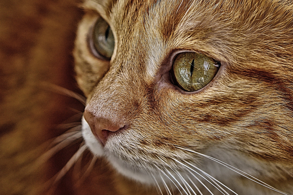 poster-print-close-up-cat39s-head