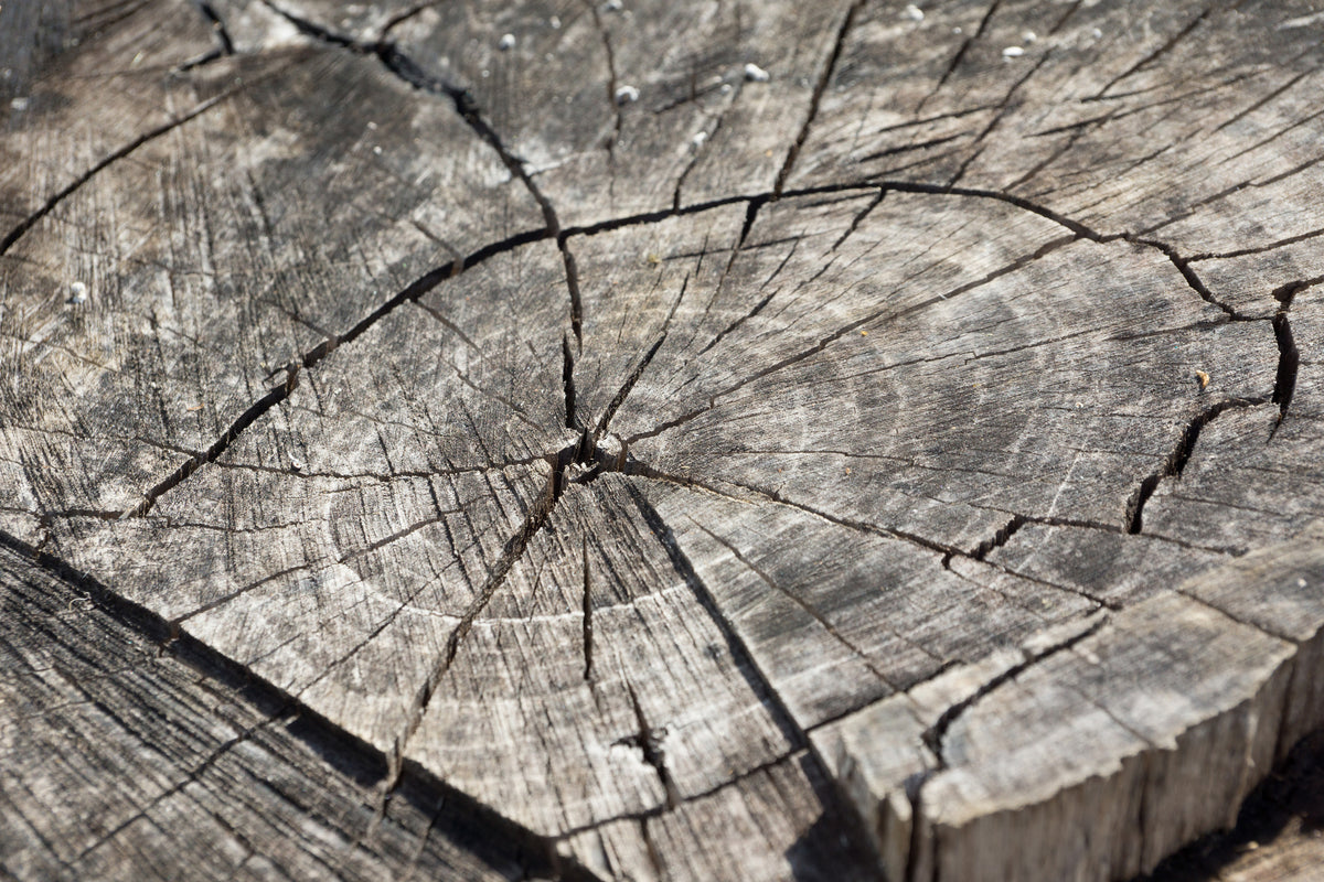 framedcanvas-print-the-tree-rings