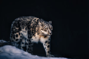 framedcanvas-print-snow-leopard-x