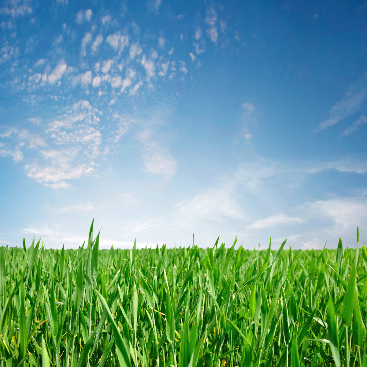 9-piece-acrylic-print-the-grass