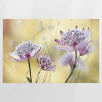 PO-120W080