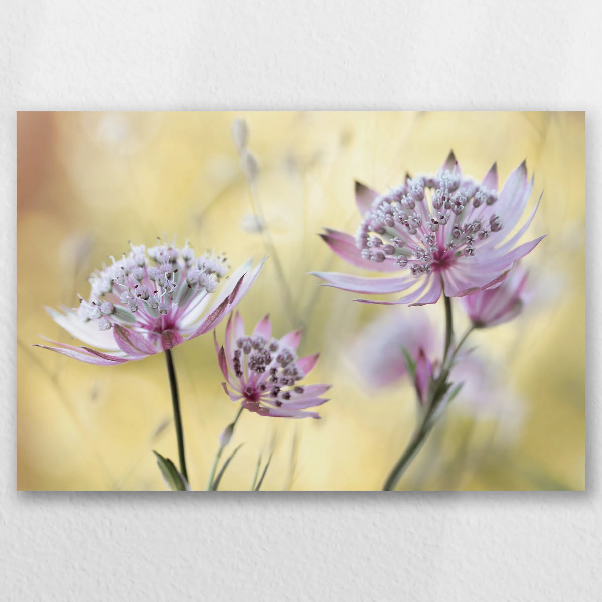 AL-045W030