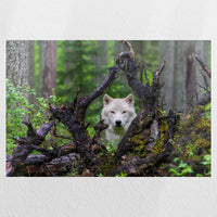 PO-030W020