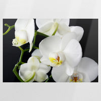 PO-120W080