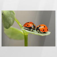 PO-075W050