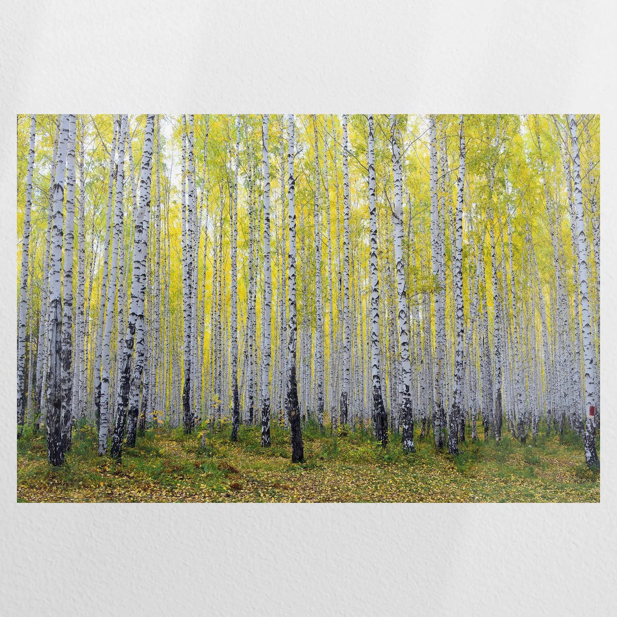 PO-075W050