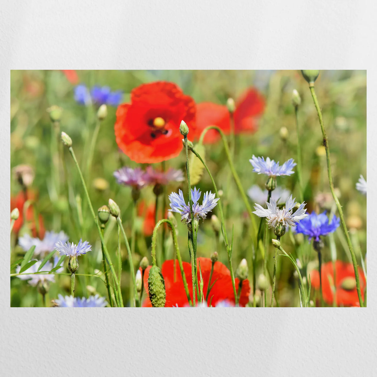 PO-075W050