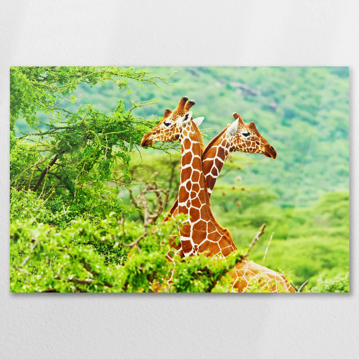 AC-075W050