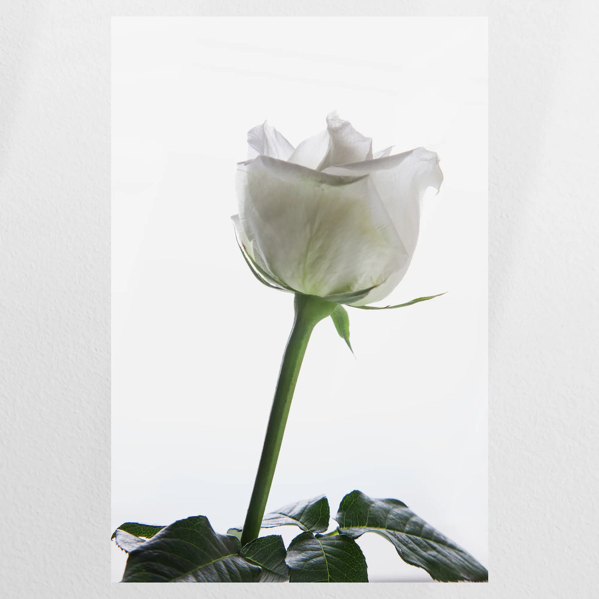 PO-080W120